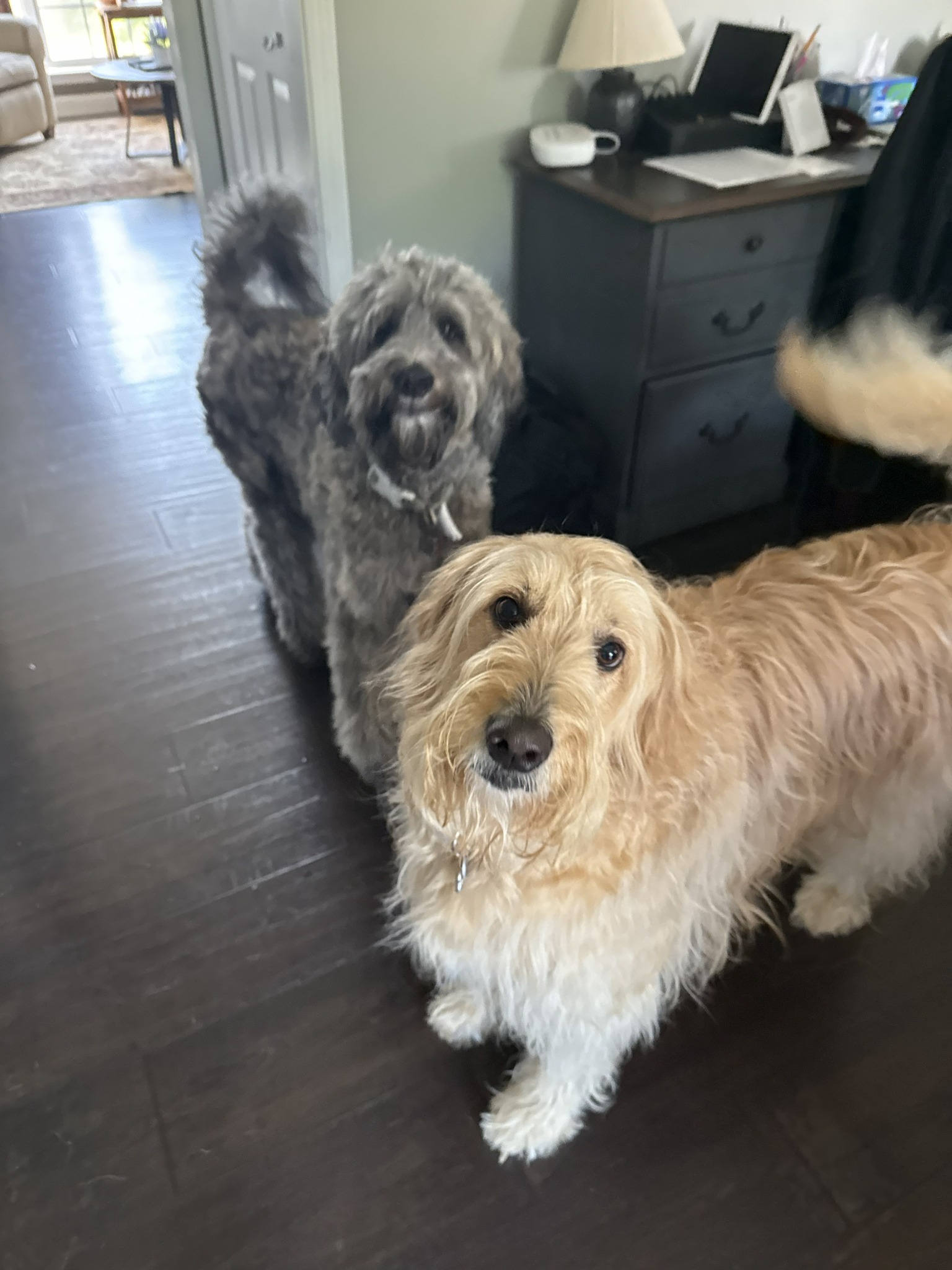 One of Bethany’s pet-care clients