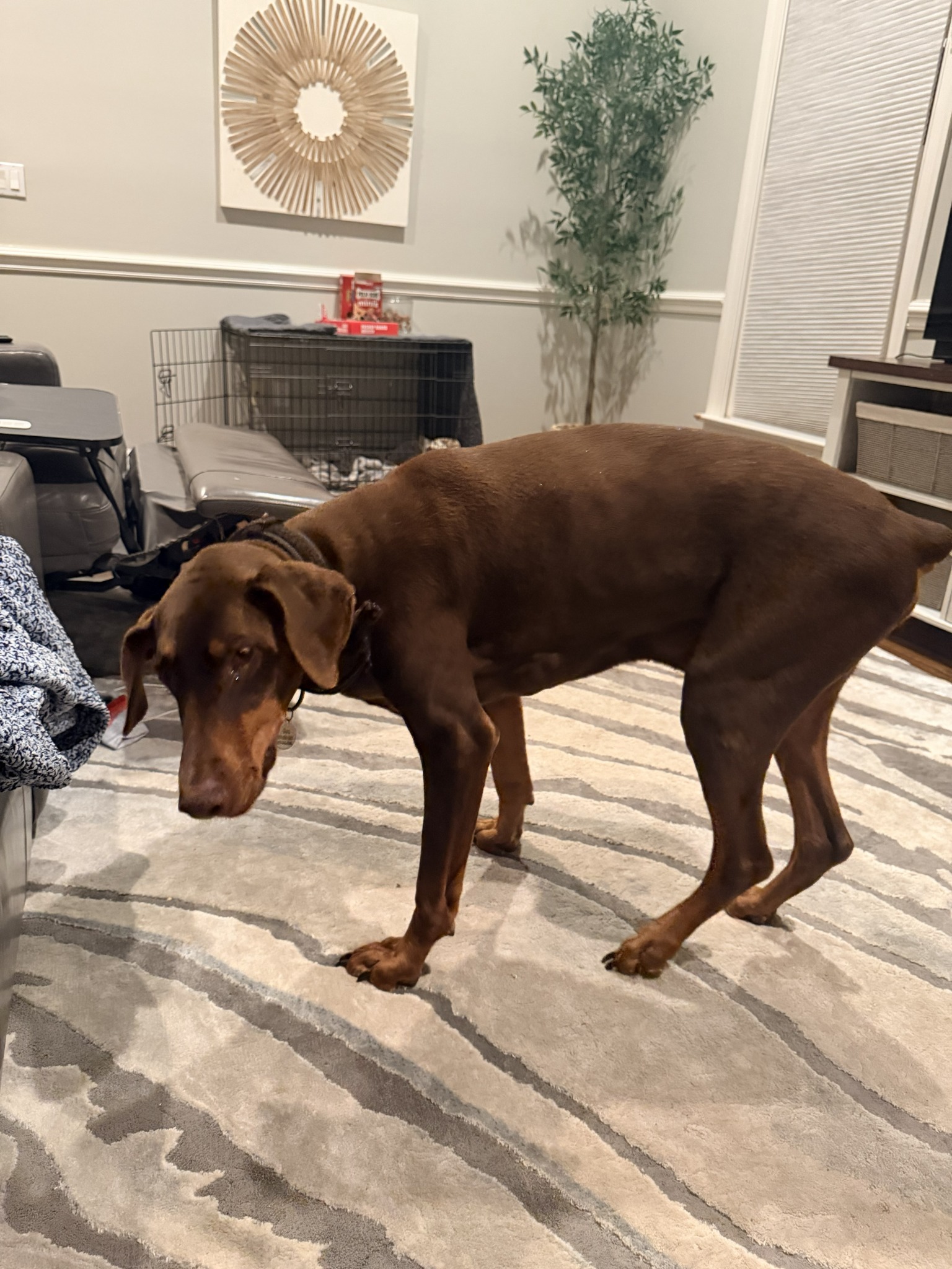 One of Bethany’s happy pet-care clients