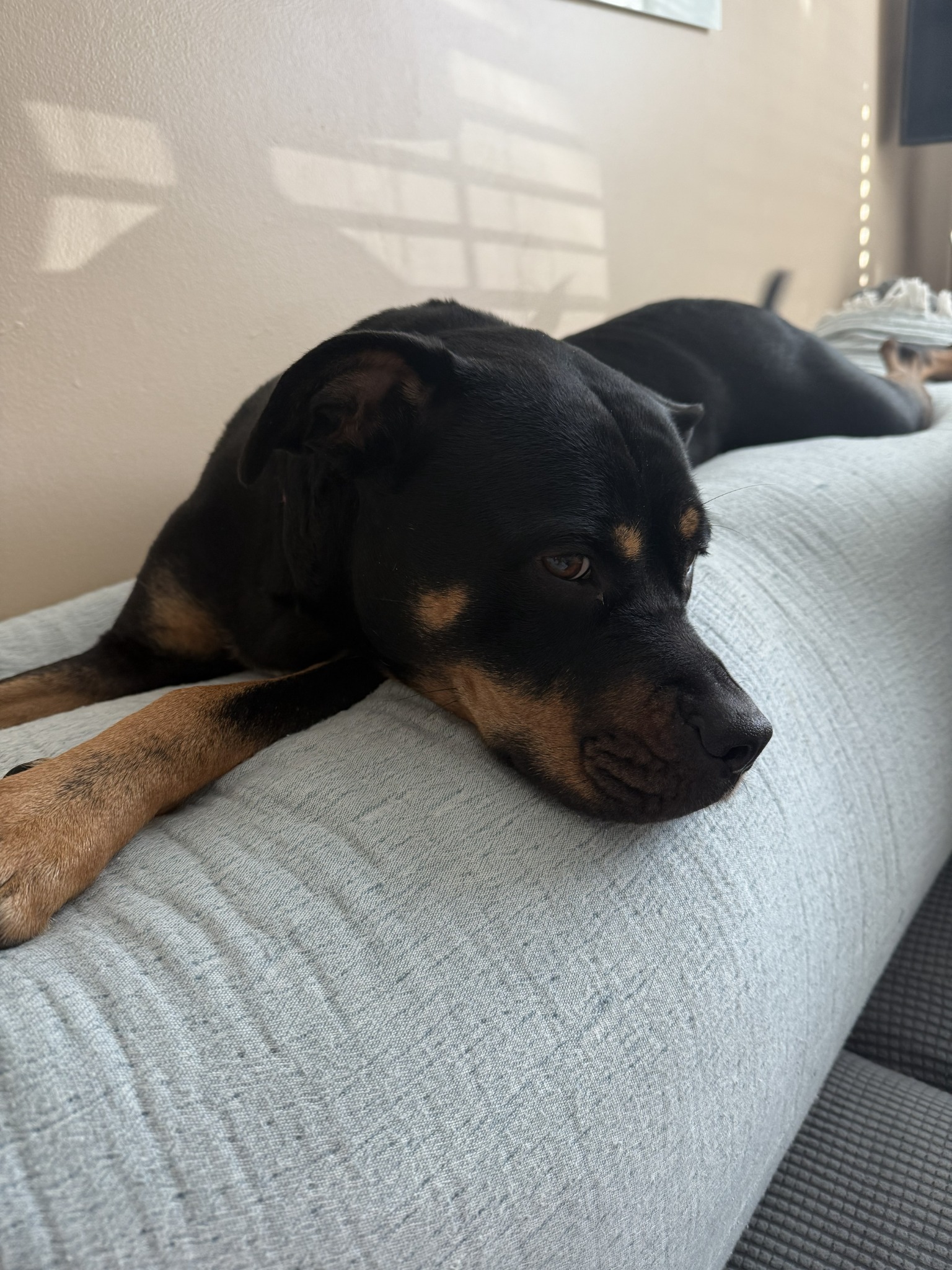 One of Bethany’s happy pet-care clients