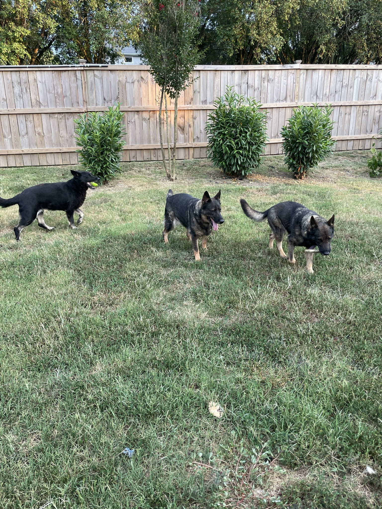One of Bethany’s happy pet-care clients