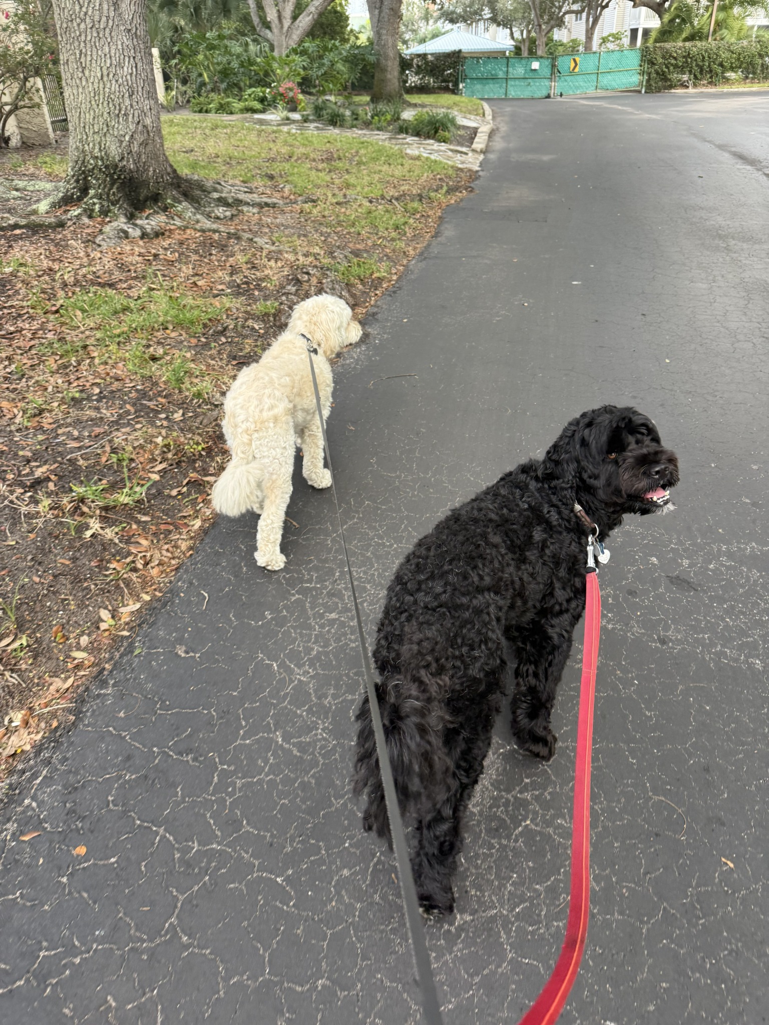 One of Bethany’s happy pet-care clients