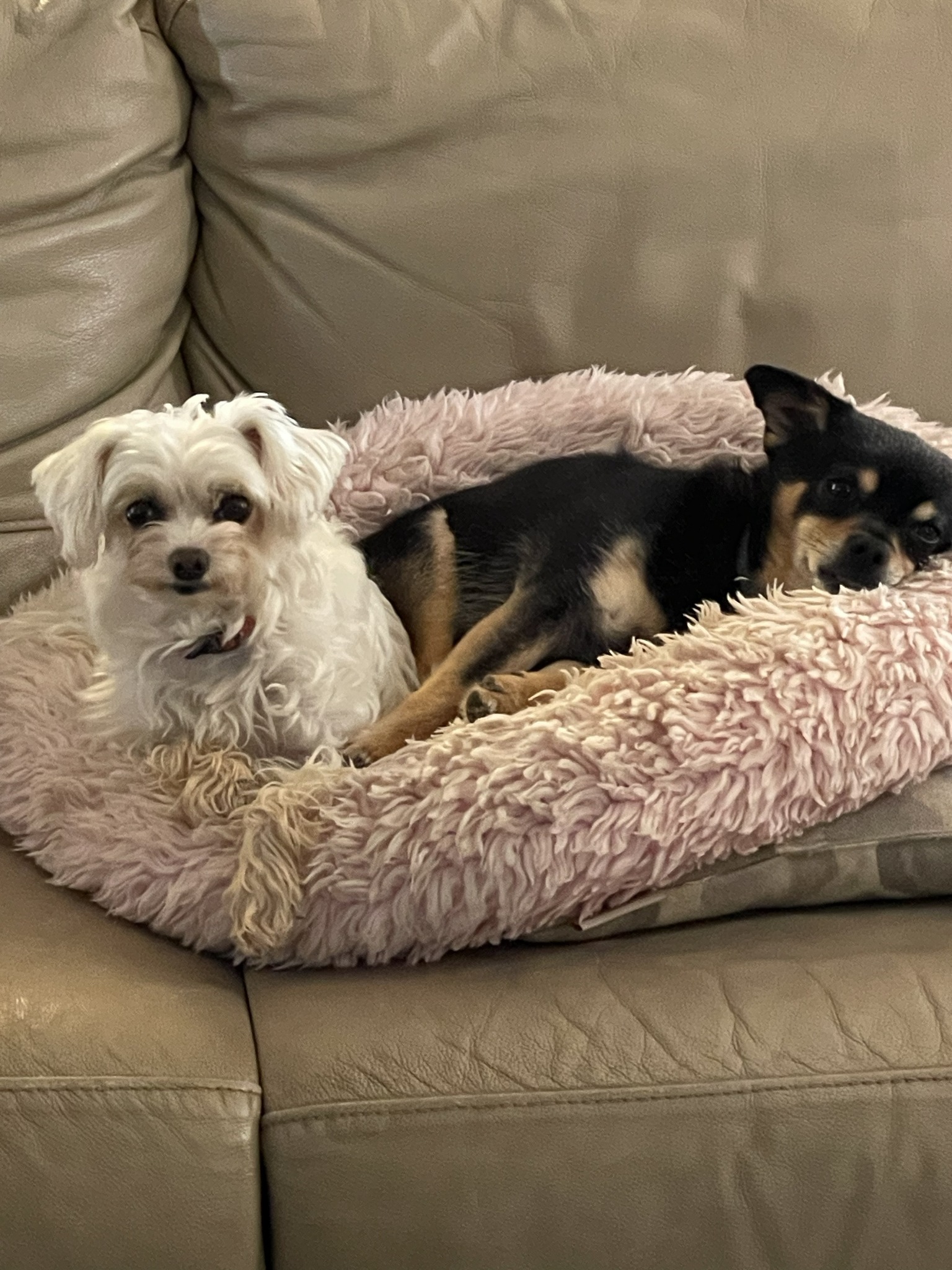 One of Bethany’s happy pet-care clients