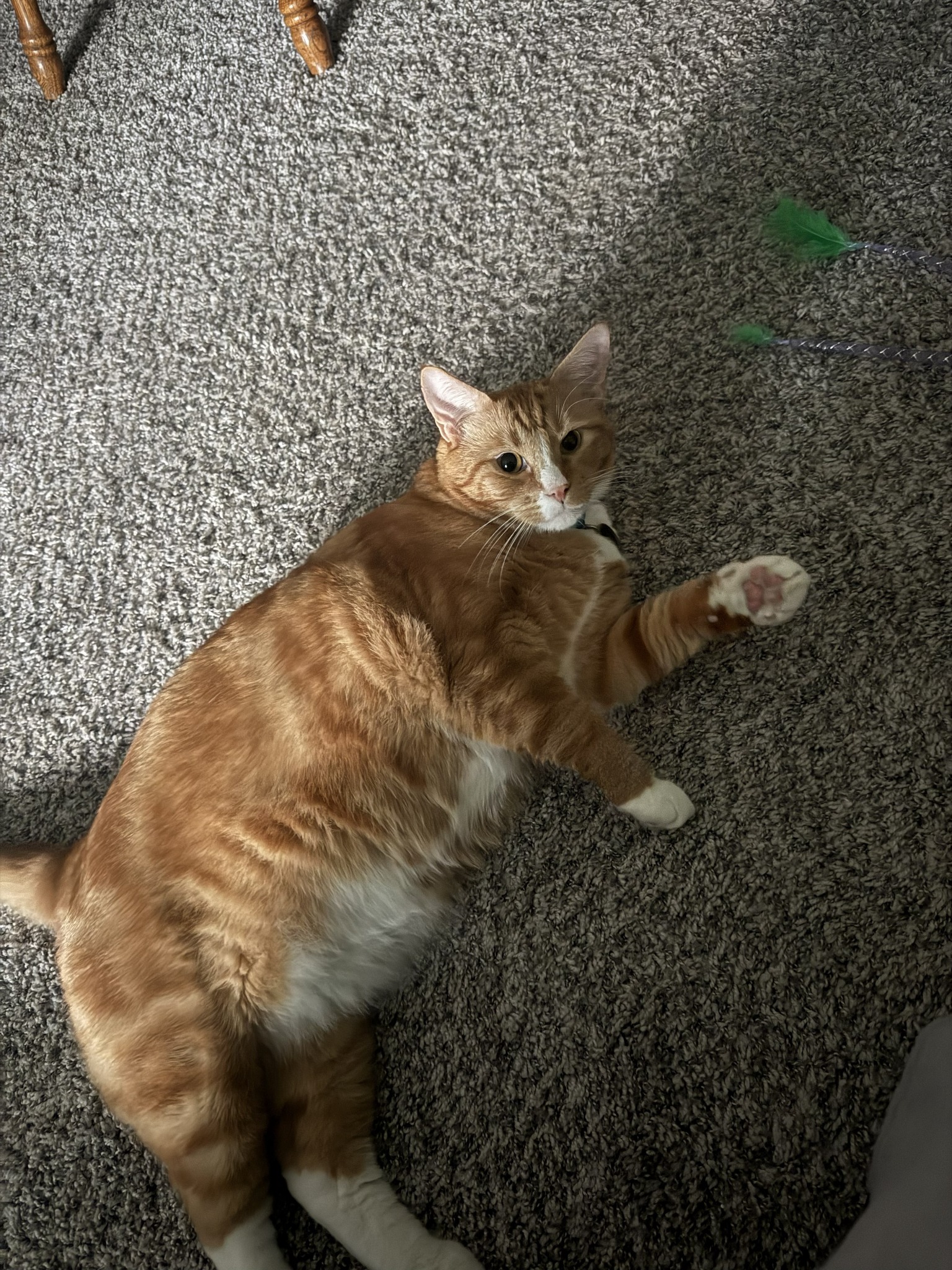 One of Bethany’s happy pet-care clients