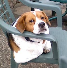Eddie, a beloved dog