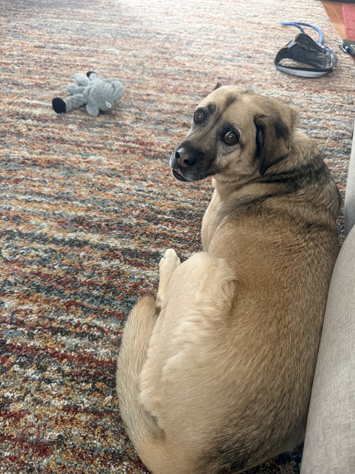 One of Bethany’s happy pet-care clients