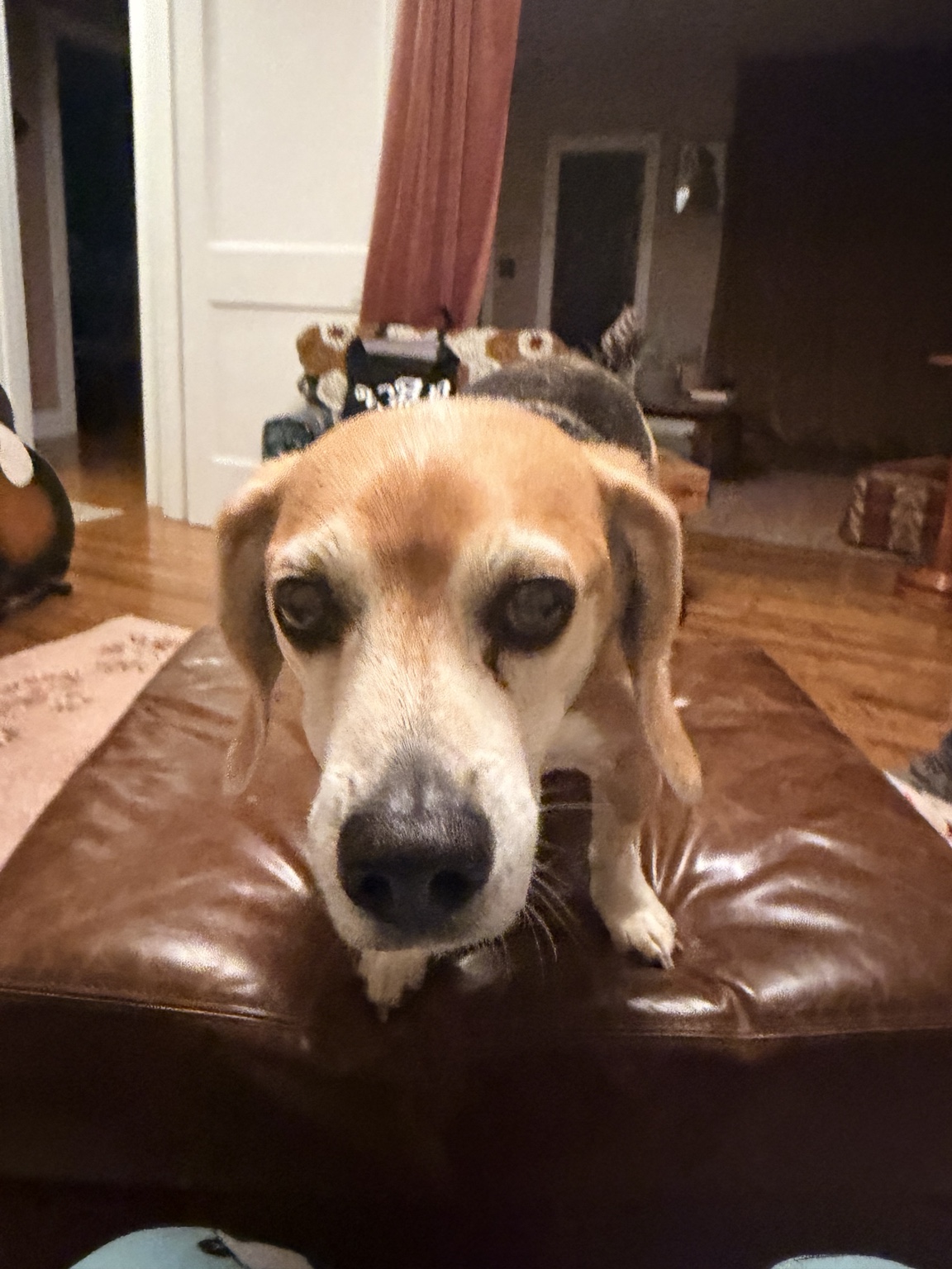 One of Bethany’s happy pet-care clients