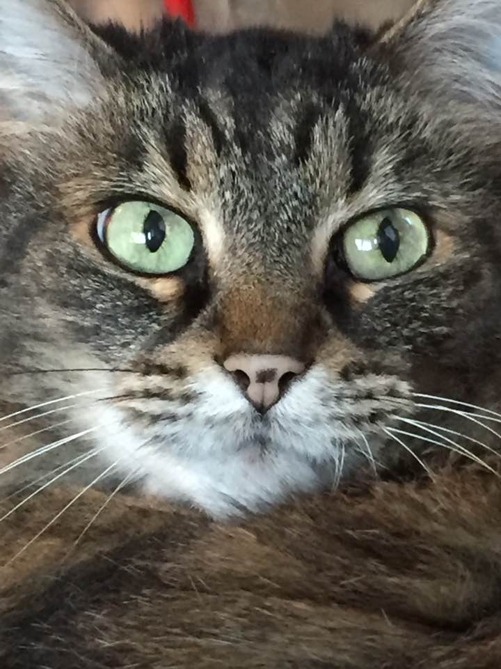 Hillary, a beloved cat