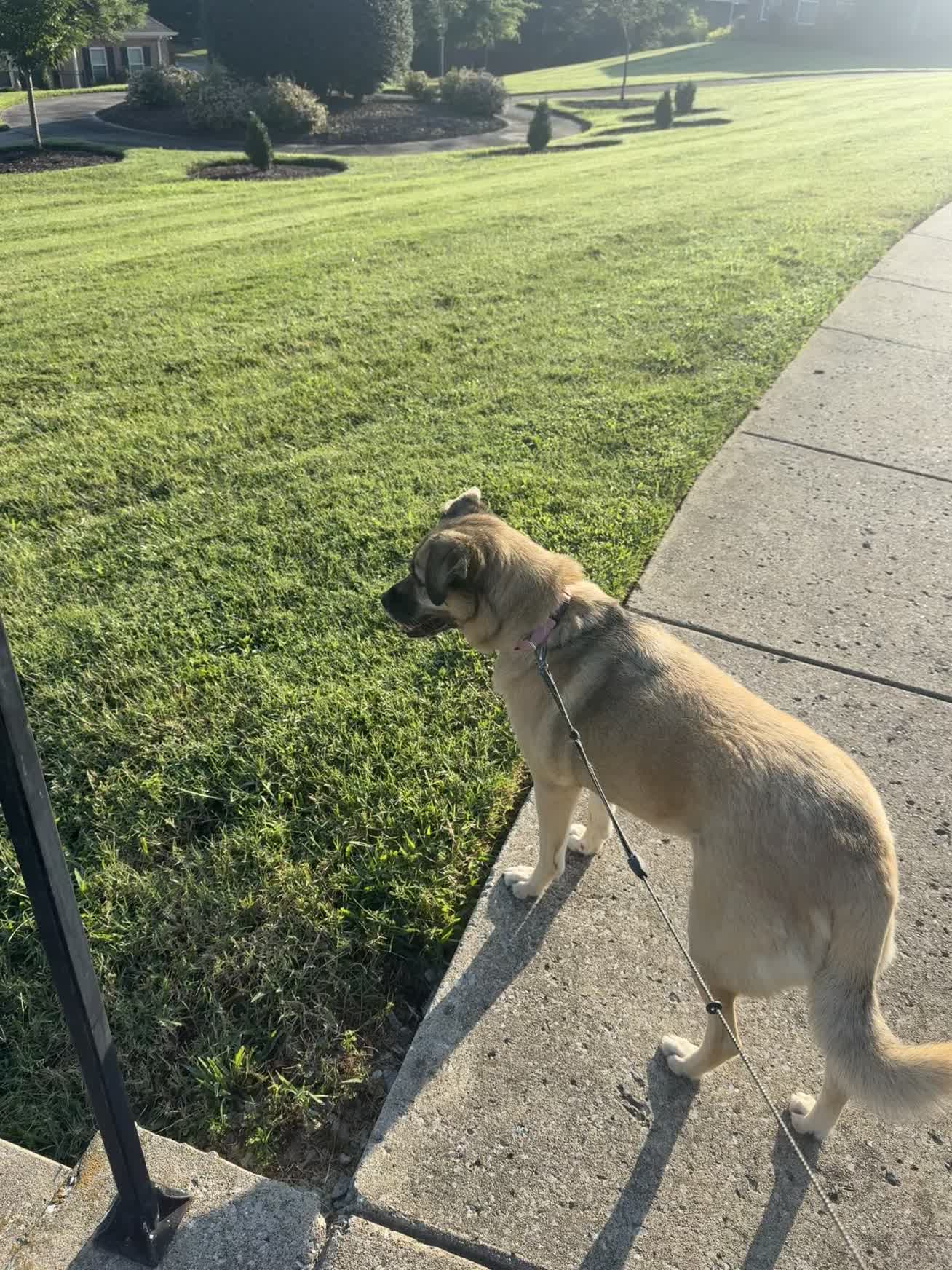 Dog enjoying a walk and smelling flowers