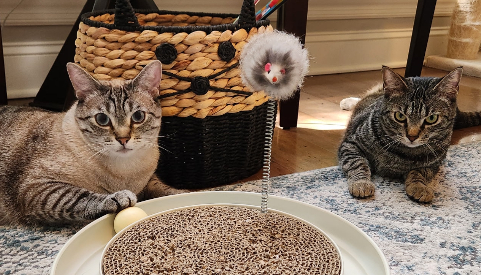 Cats comfortable at home