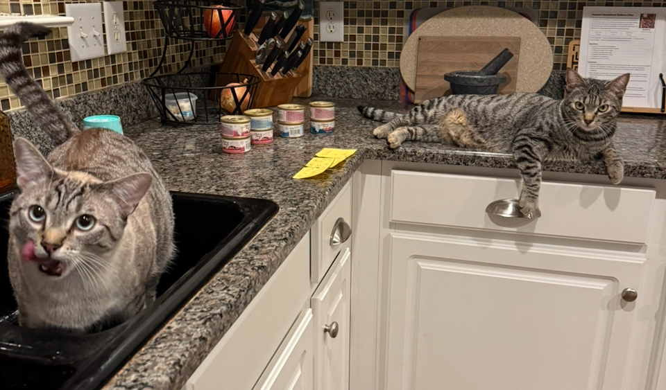Two cats relaxing at home
