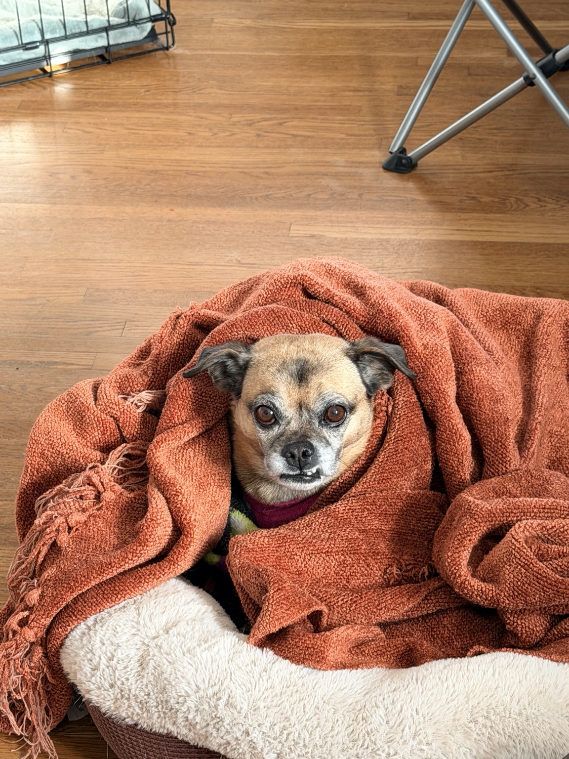 Cozy dog tucked into a blanket