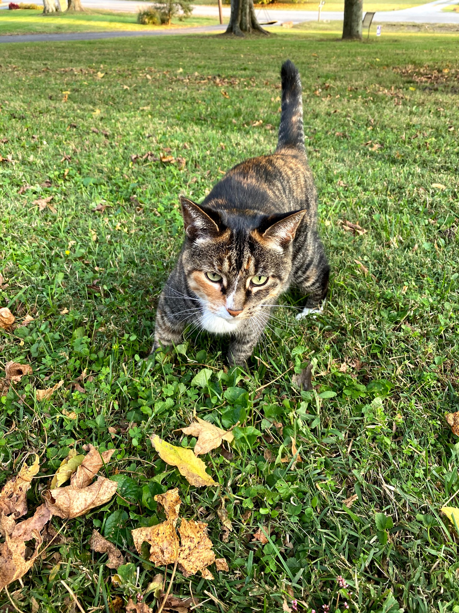 Cat enjoying time outside