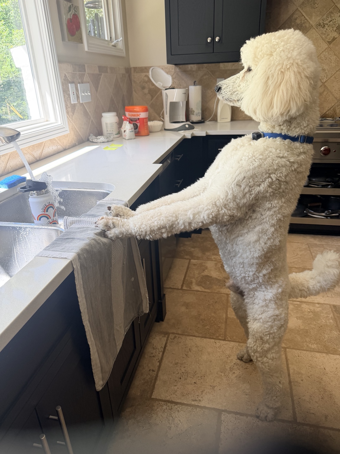 Poodle looking out the kitchen window