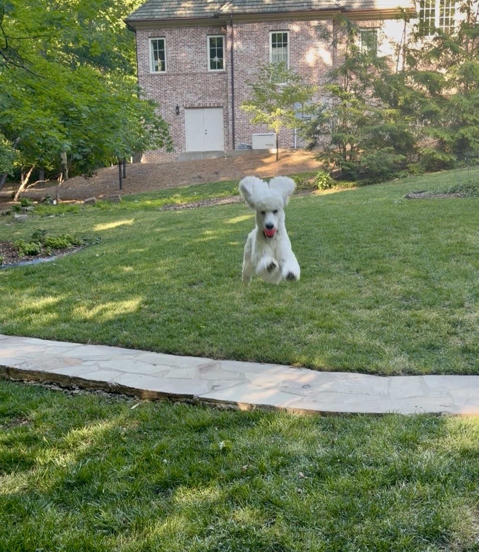 Happy poodle running outside