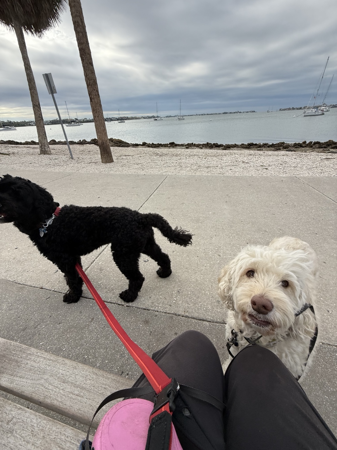 Two dogs out together on leashes